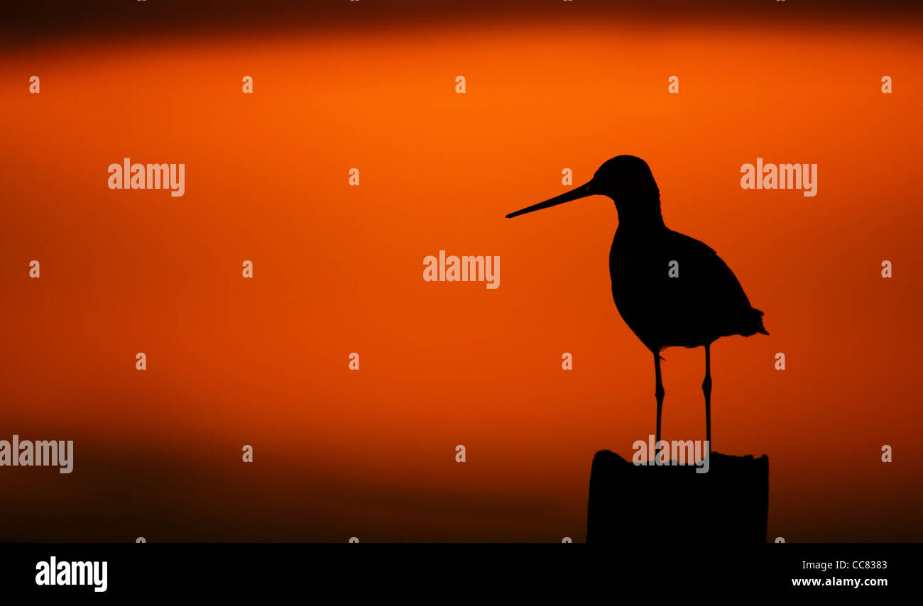 Black-tailed godwit (Limosa limosa) perched on fence post silhouetted against orange sky at sunset Stock Photo