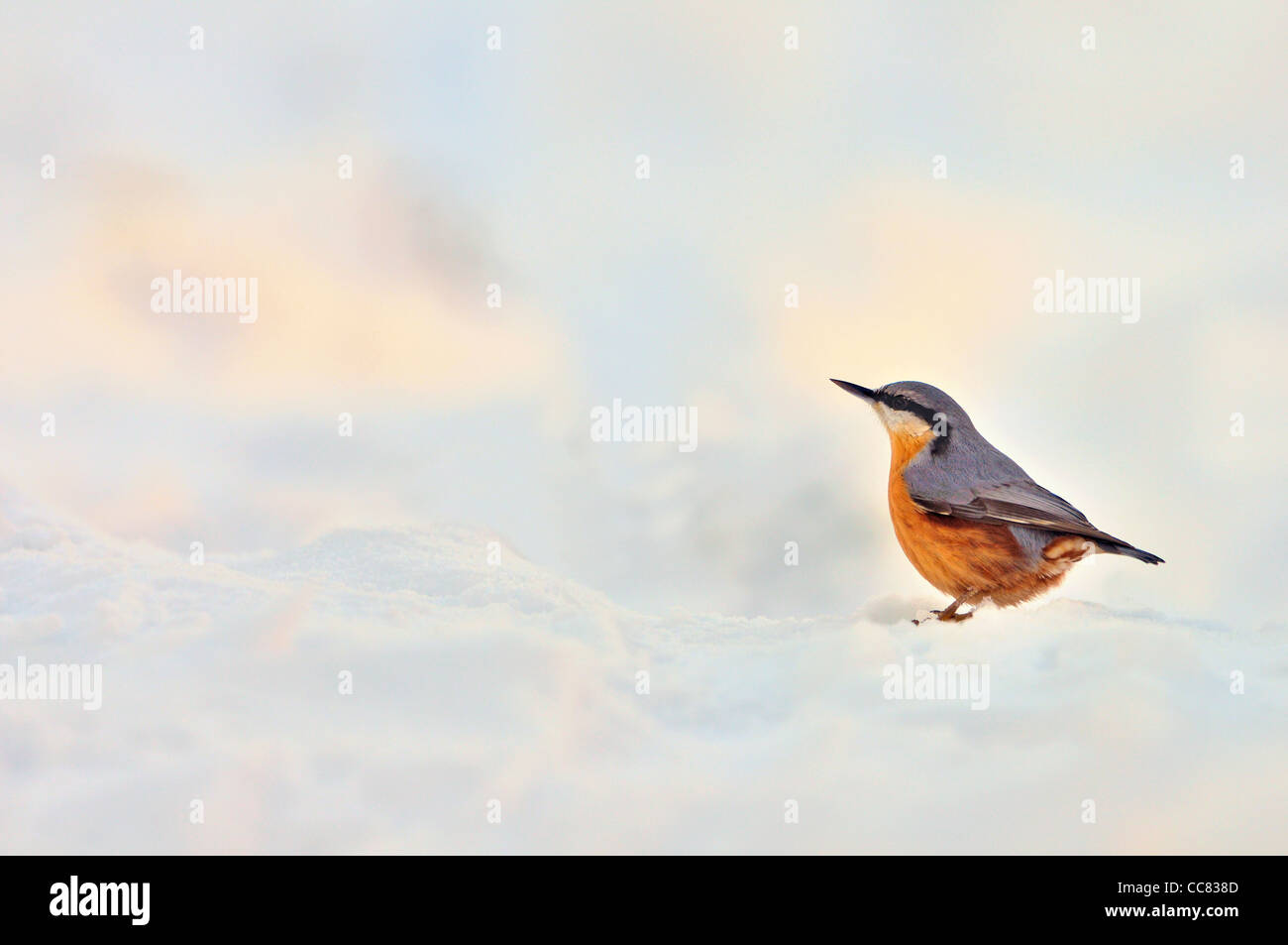 Eurasian Nuthatch (Sitta europaea) in the snow in winter, the Netherlands Stock Photo