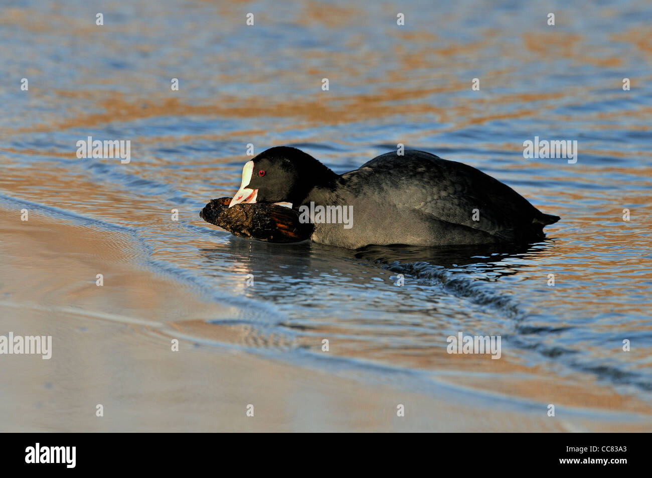 Eurasian Coot (Fulica atra) eating mussel in water along shore Stock Photo