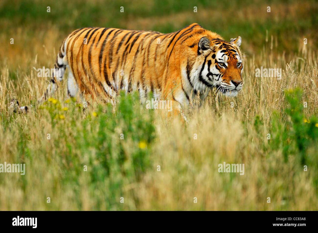 Siberian tiger / Amur tiger (Panthera tigris altaica), native to Russia and China Stock Photo