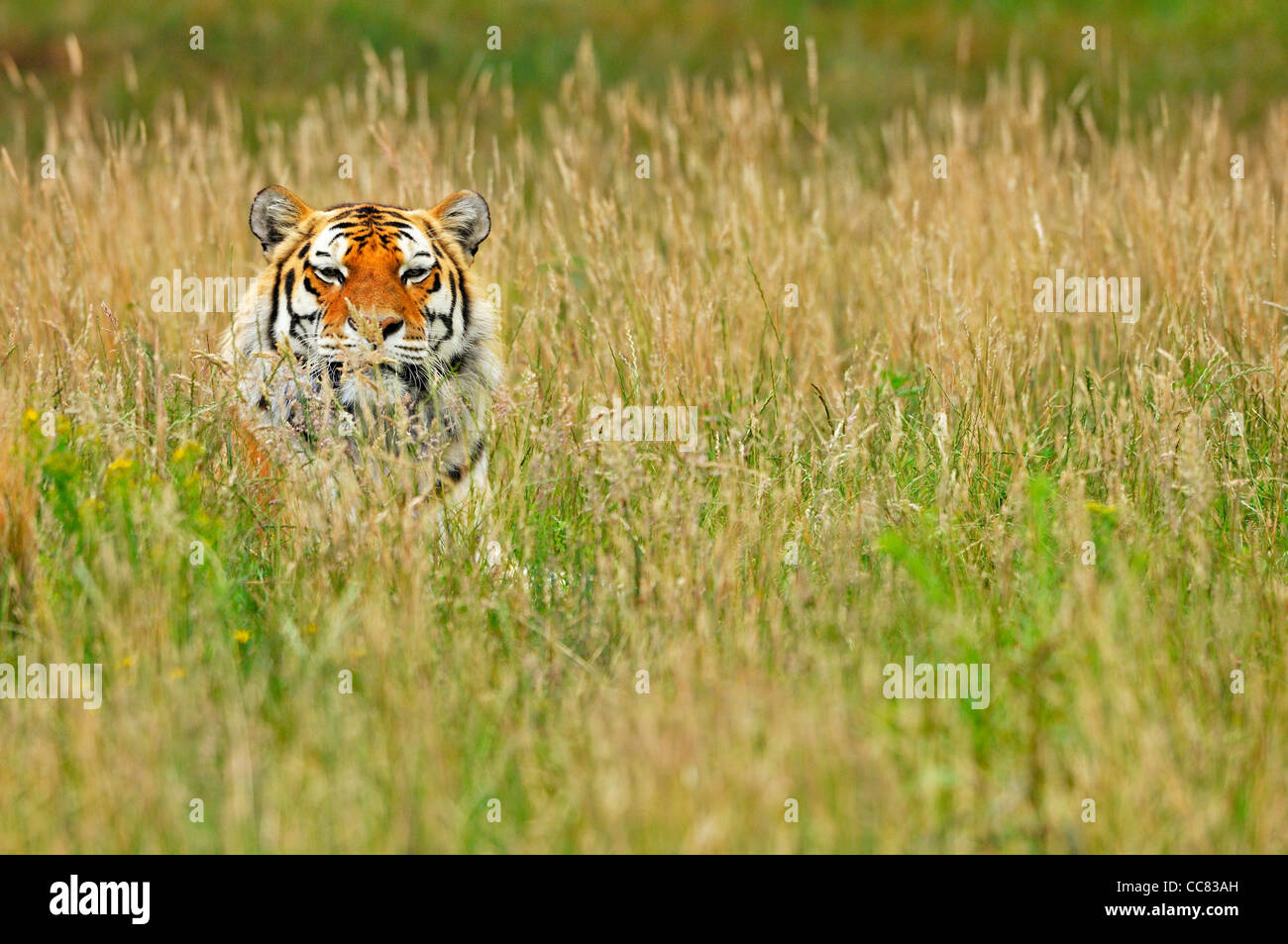 Siberian tiger / Amur tiger (Panthera tigris altaica) hidden in tall grass, native to Russia and China Stock Photo