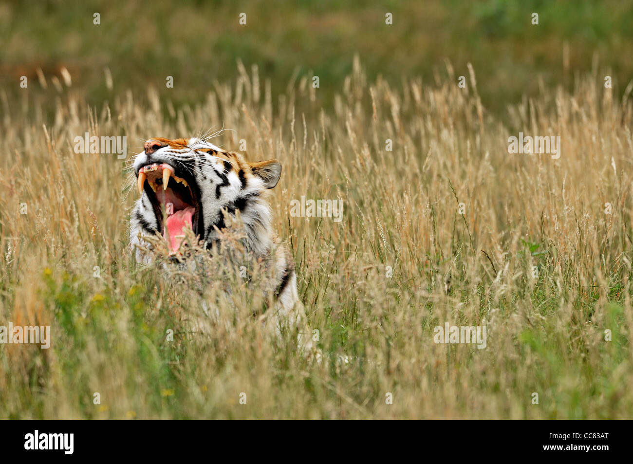 Siberian tiger / Amur tiger (Panthera tigris altaica) roaring in high grass, native to Russia and China Stock Photo