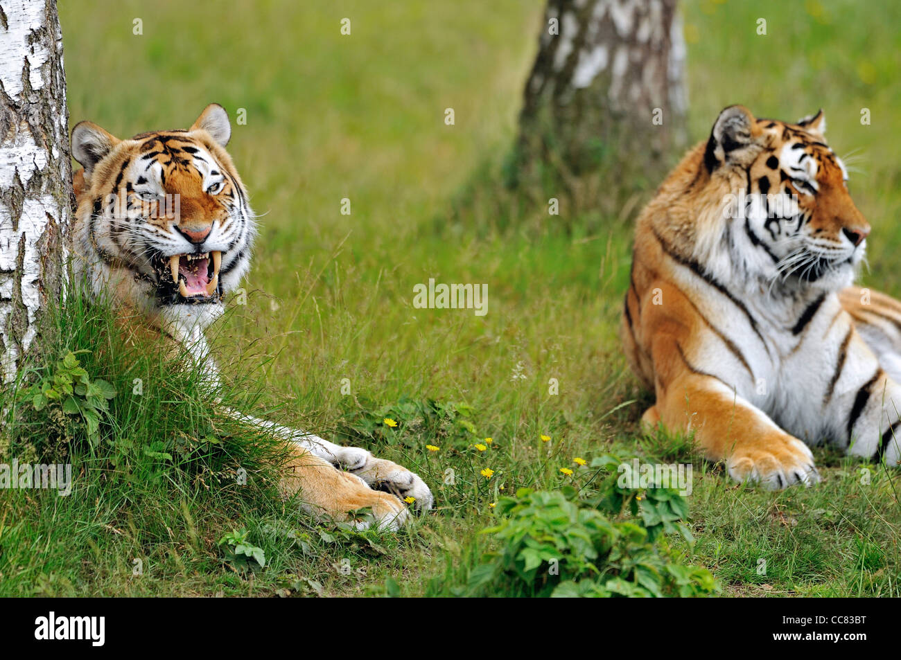 Two Siberian tigers / Amur tigers (Panthera tigris altaica) resting among trees, native to Russia and China Stock Photo