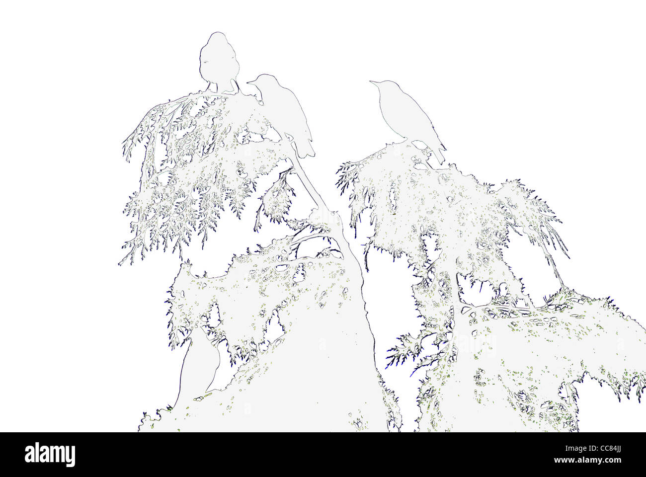 Starlings in Leylandii tree illustration style photo Stock Photo