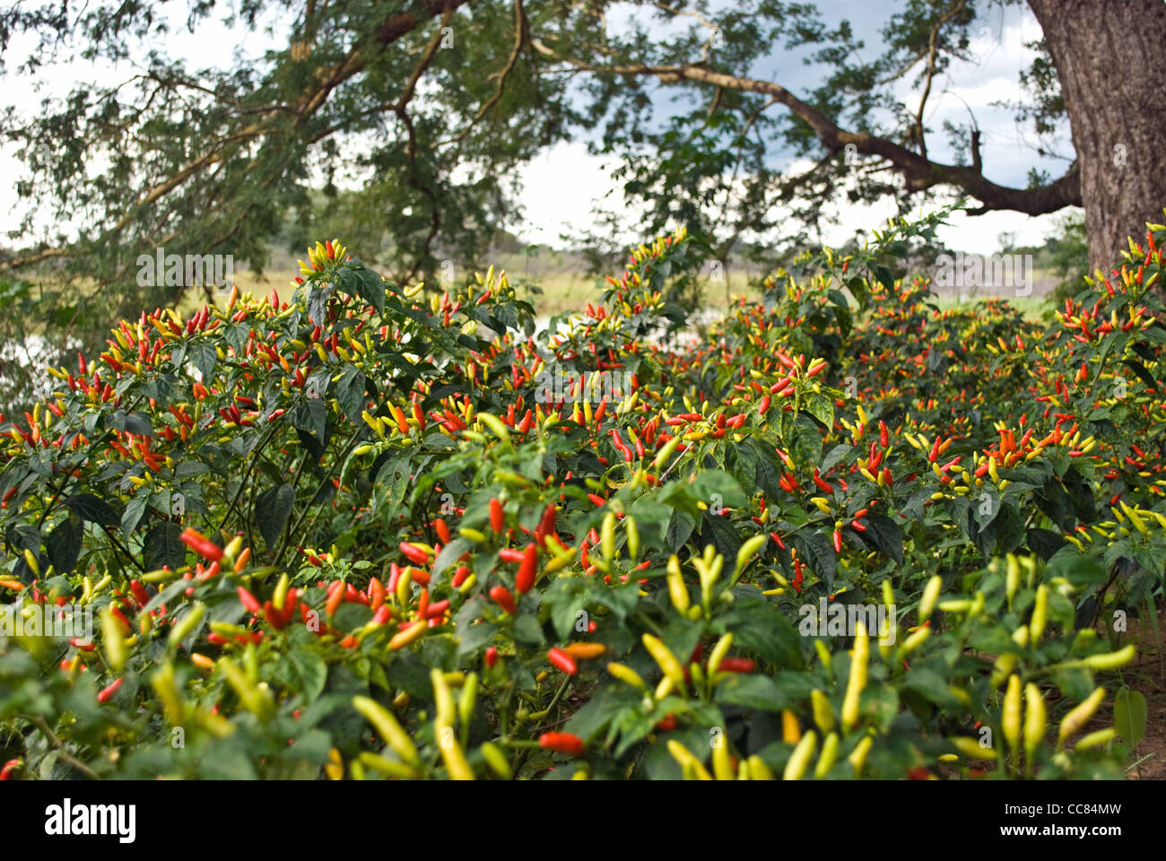Chillies growing in Zambia. Chillies are used locally as an elephant deterrent. Stock Photo