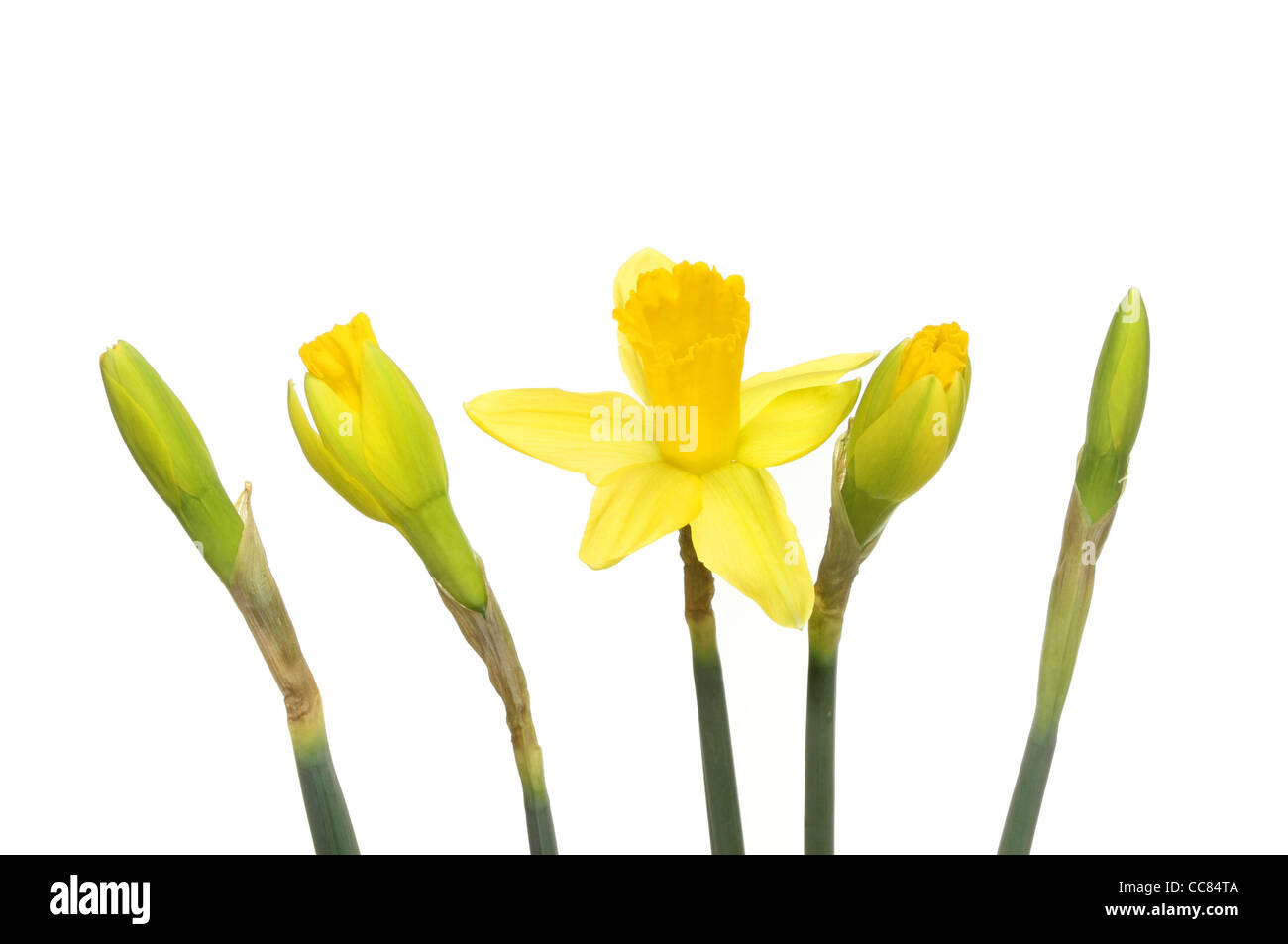 Flower bloom stages hi-res stock photography and images - Alamy