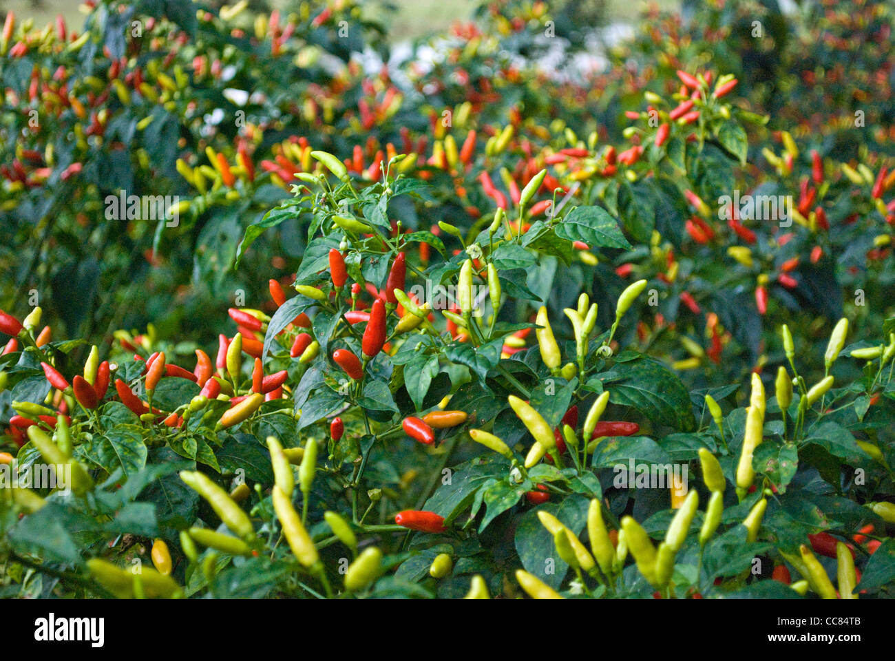 Chillies growing in Zambia. Chillies are used locally as an elephant deterrent. Stock Photo