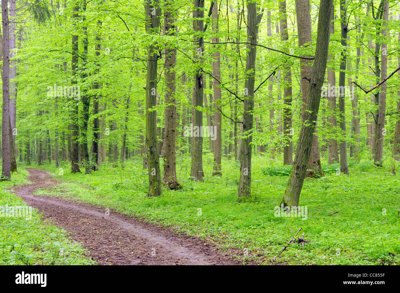 a path is in the green forest Stock Photo - Alamy