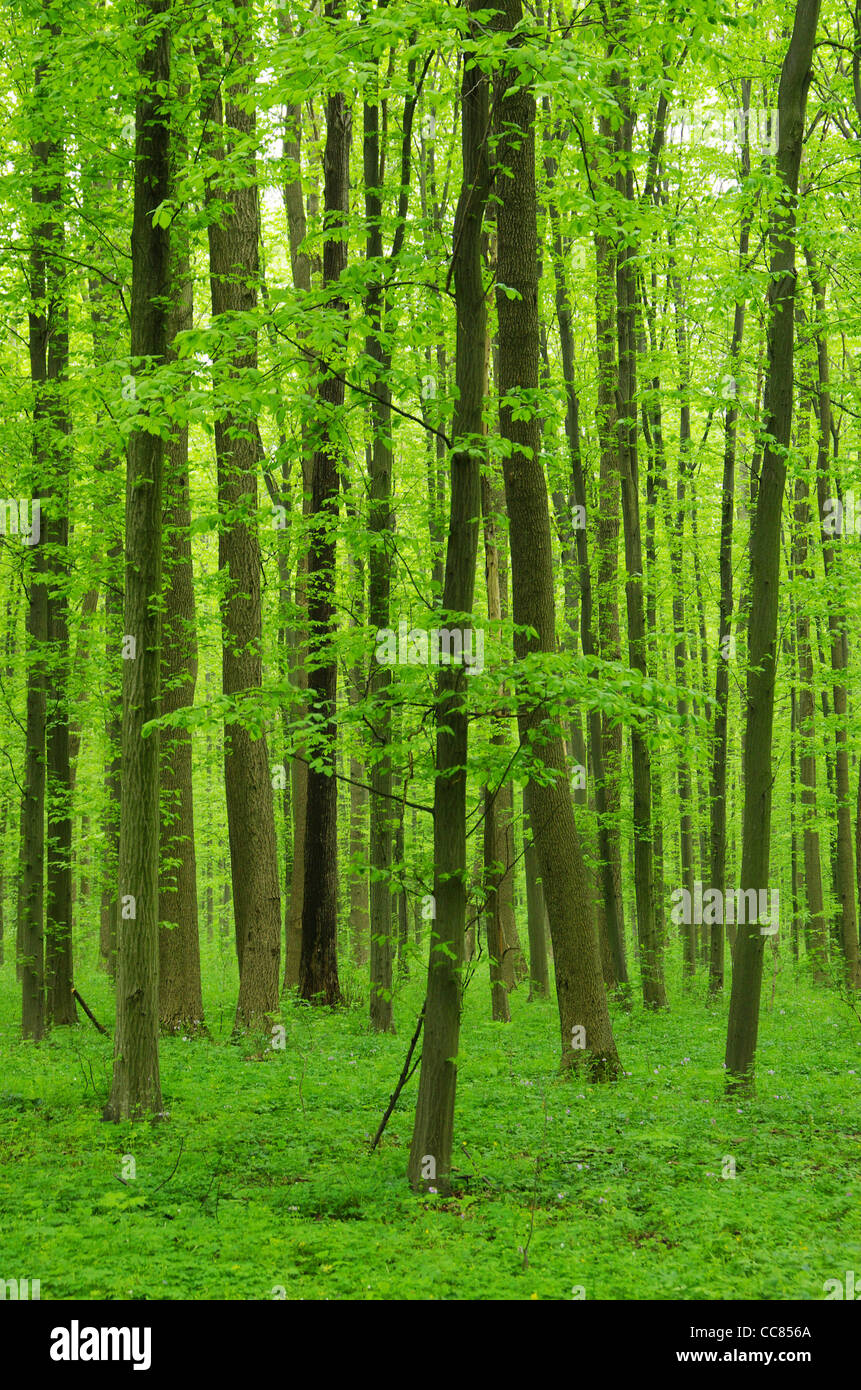 green forest background in a sunny day Stock Photo - Alamy