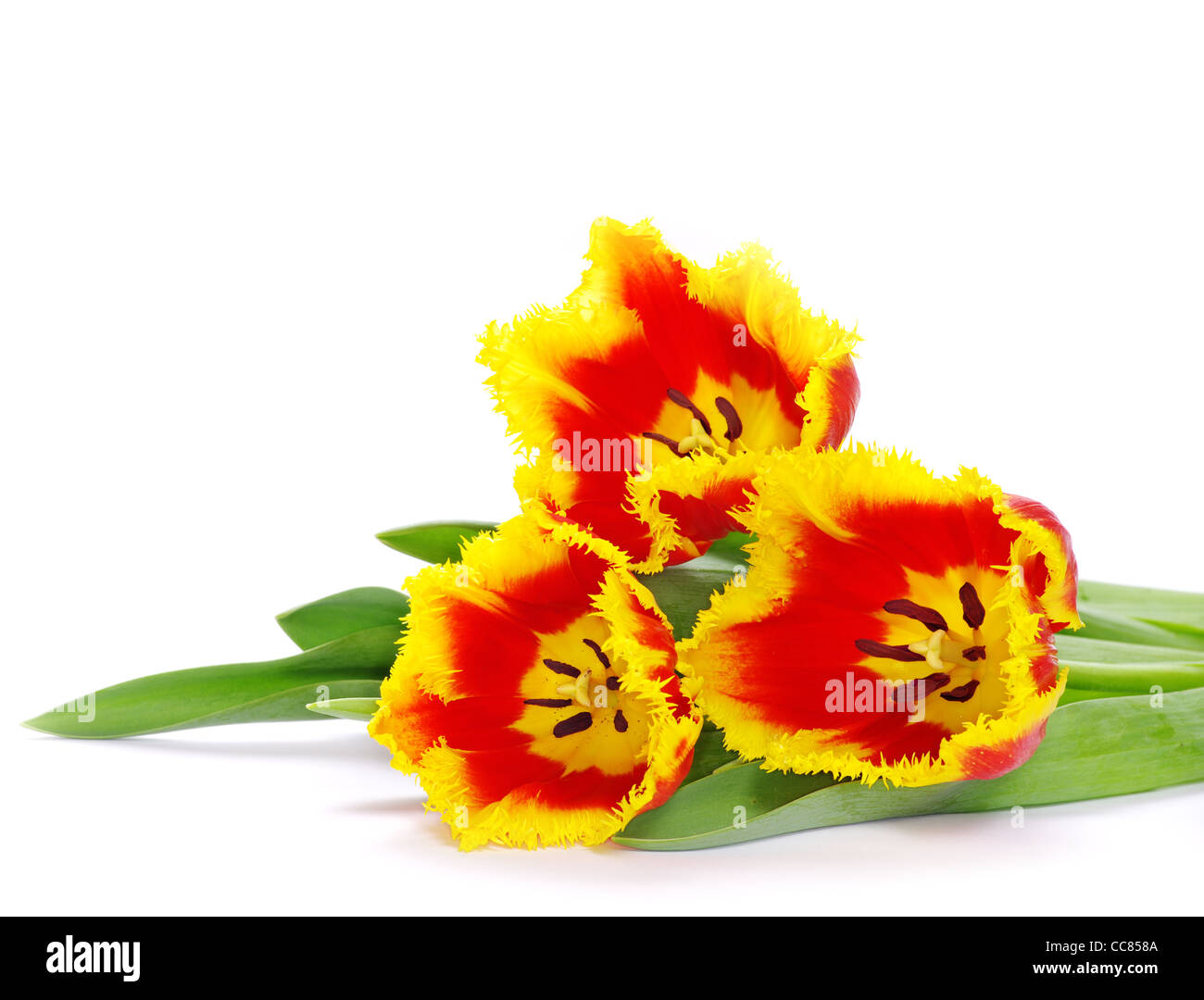 yellow tulip isolated on white Stock Photo - Alamy