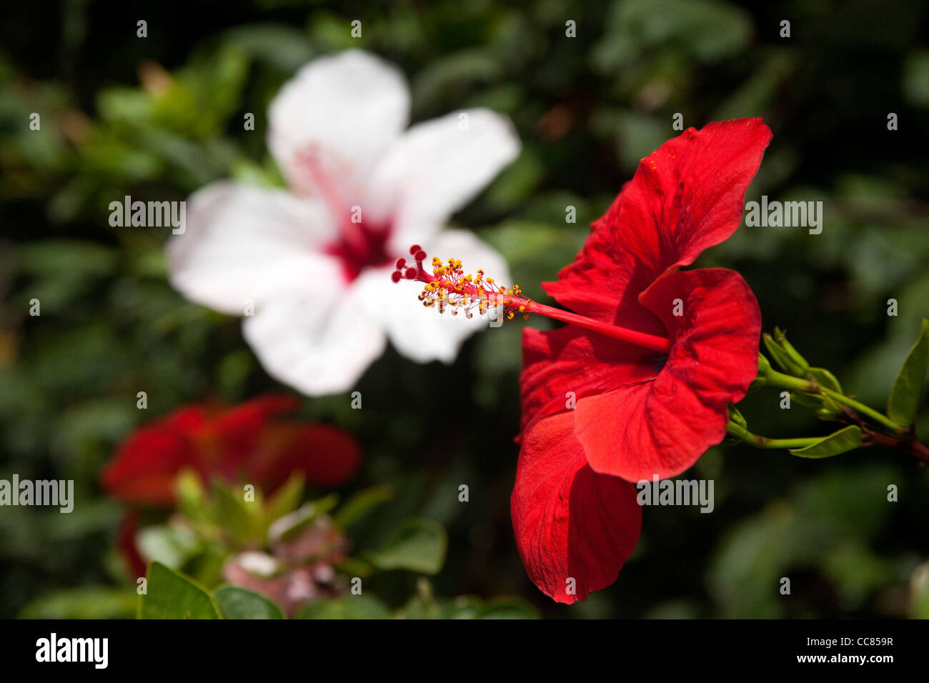 Scarlet and white hibiscus in a Tel Aviv yard Israel Stock Photo