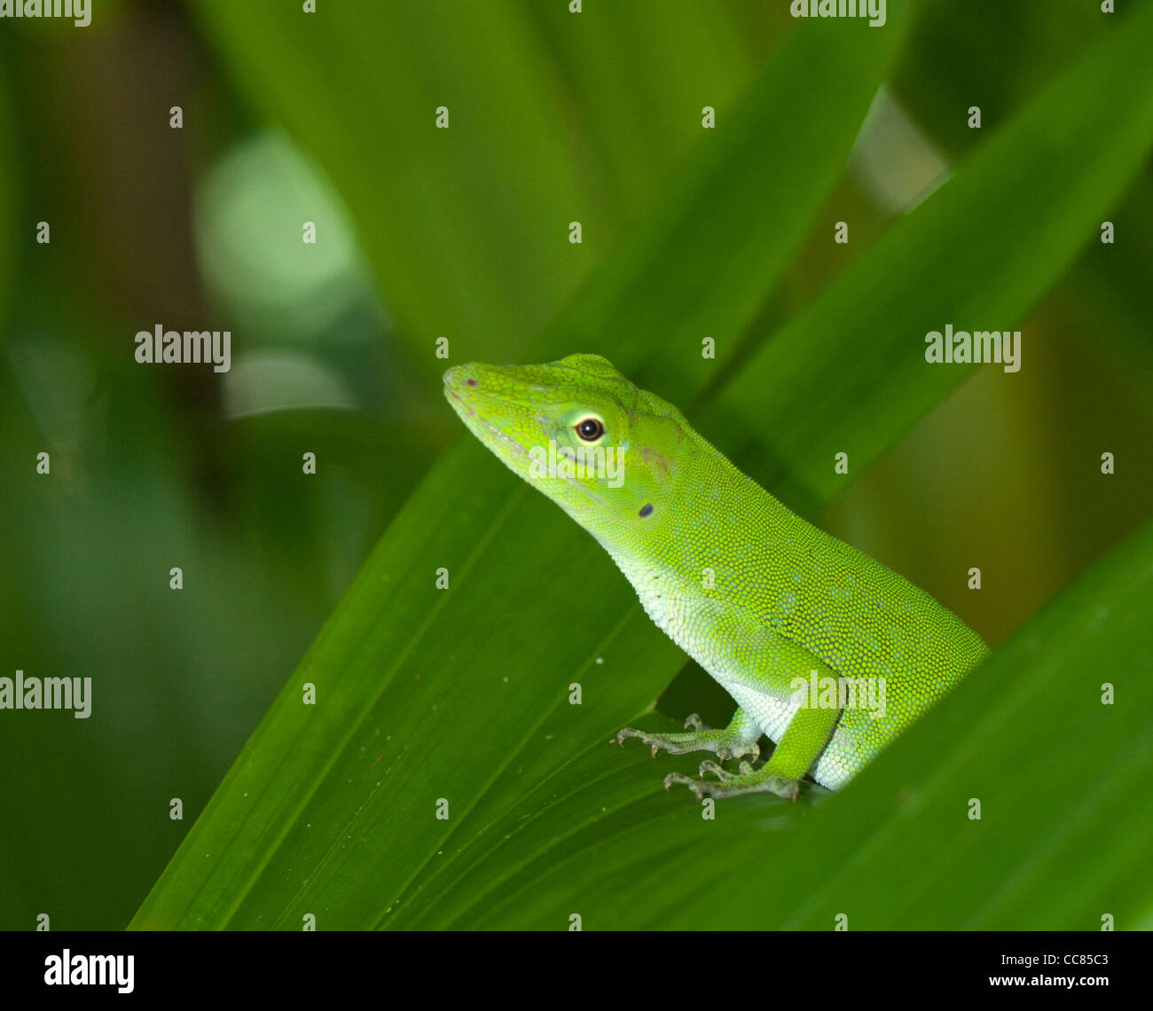 Green Lizard Costa Rica Stock Photo