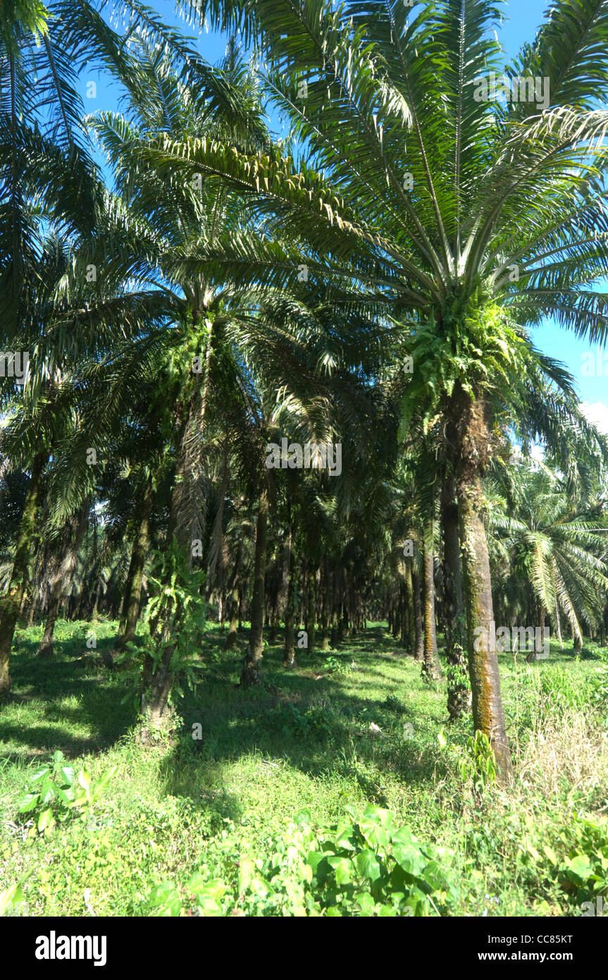 Palm oil industry hi-res stock photography and images - Alamy