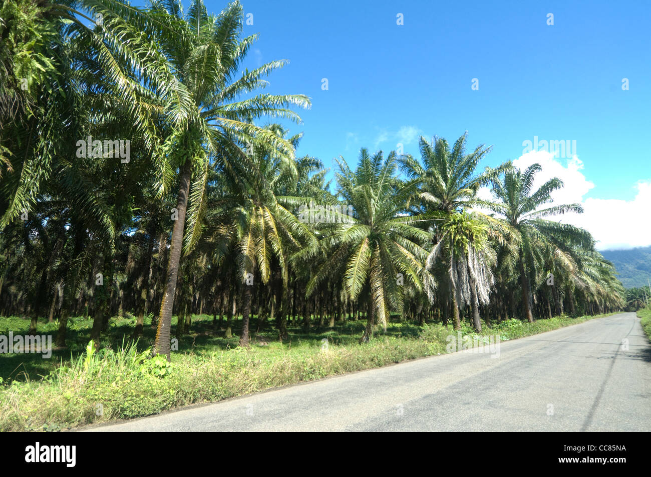 Palm oil plantation hi-res stock photography and images - Alamy