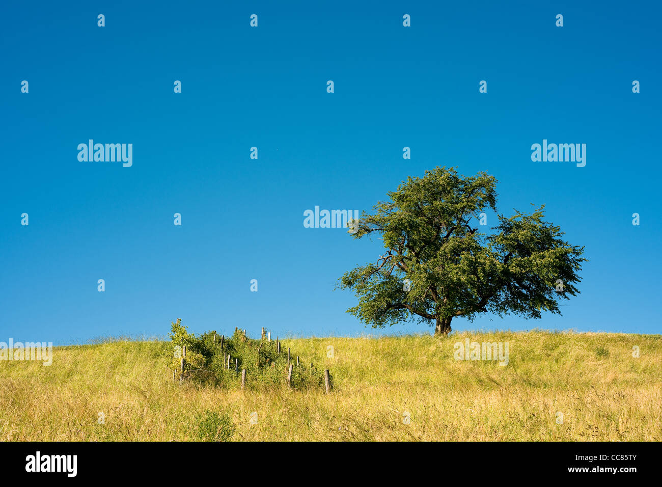single tree on rural field with blue sky Stock Photo