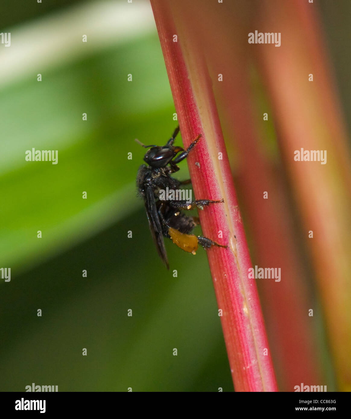 Pollen sac hi-res stock photography and images - Alamy