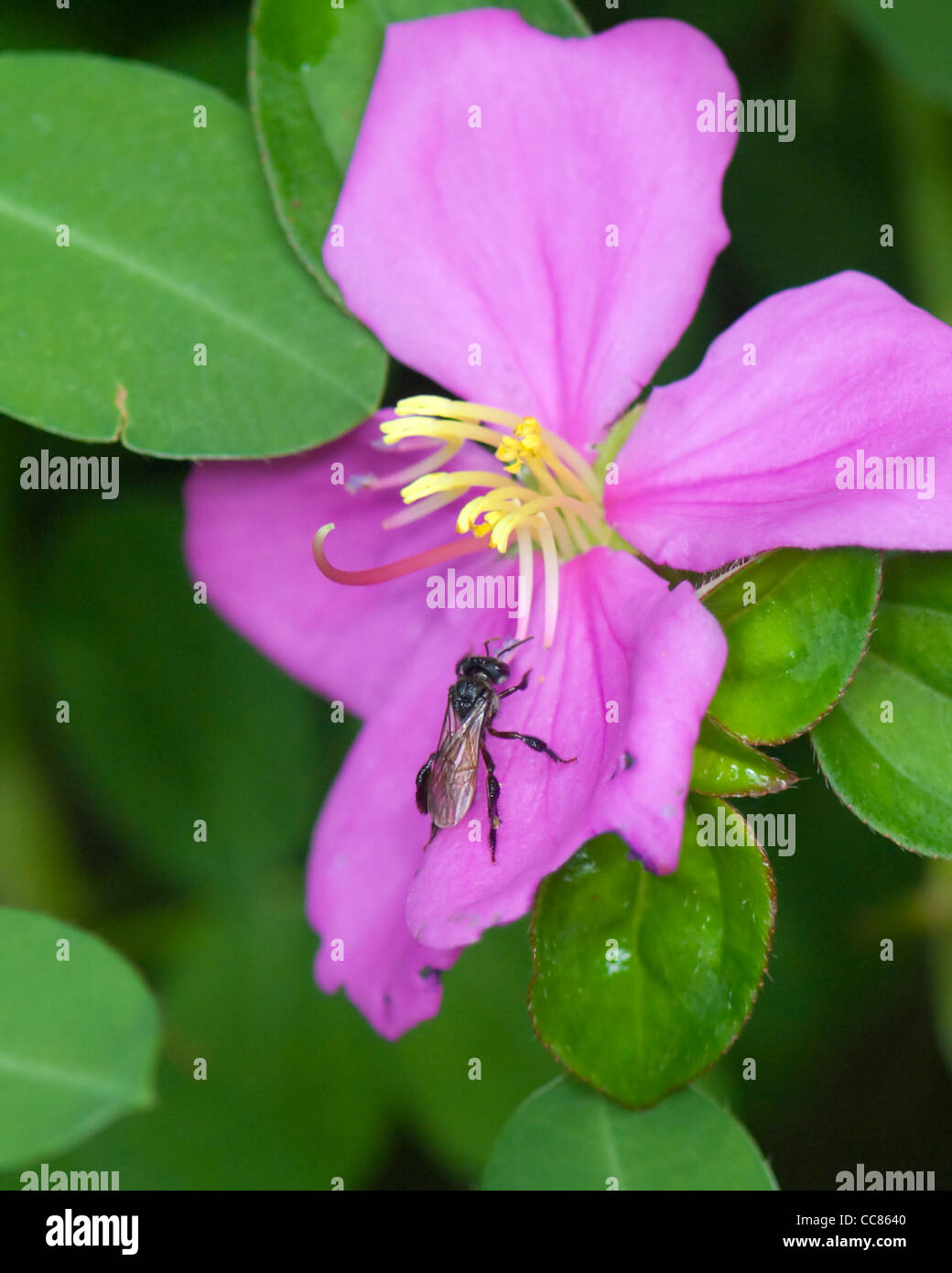 Costa Rican Bee Bee Pollinating, Costa Rica Stock Photo - Alamy