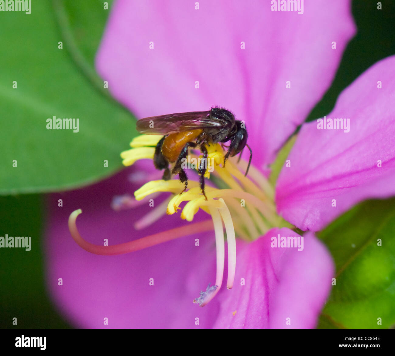 Costa Rican Bee Bee Pollinating, Costa Rica Stock Photo - Alamy