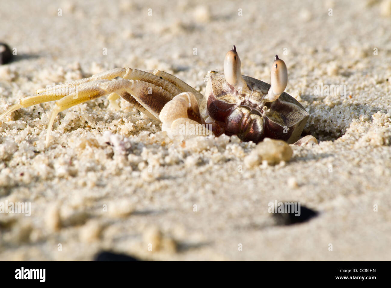 crab on beach Stock Photo