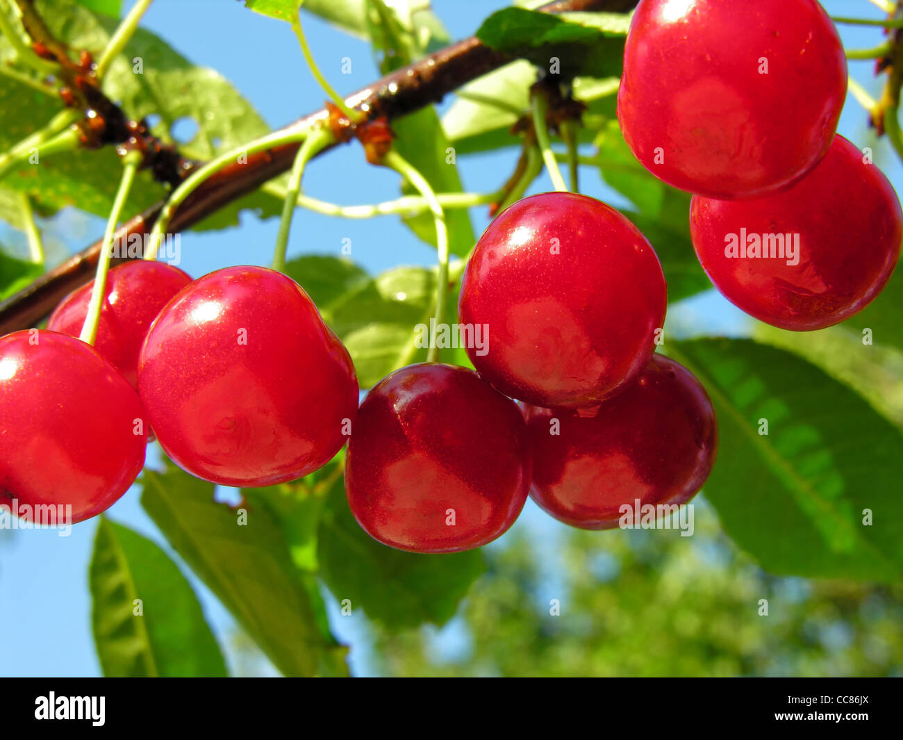 ripe cherries Stock Photo