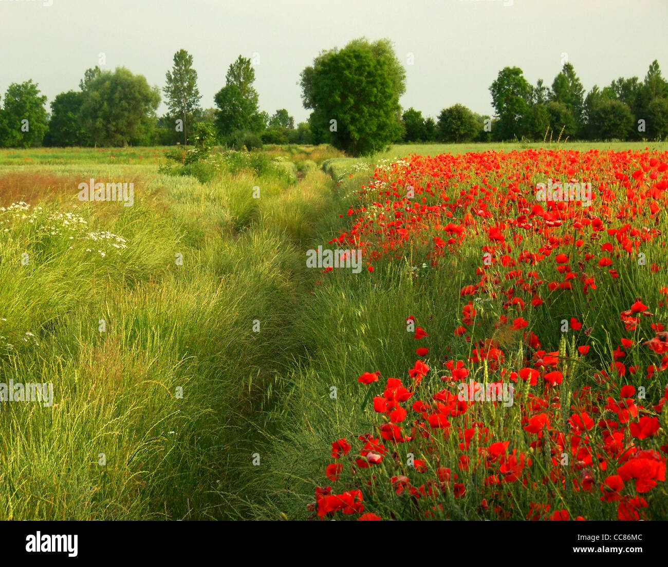 Poppies in summer meadow hi-res stock photography and images - Alamy