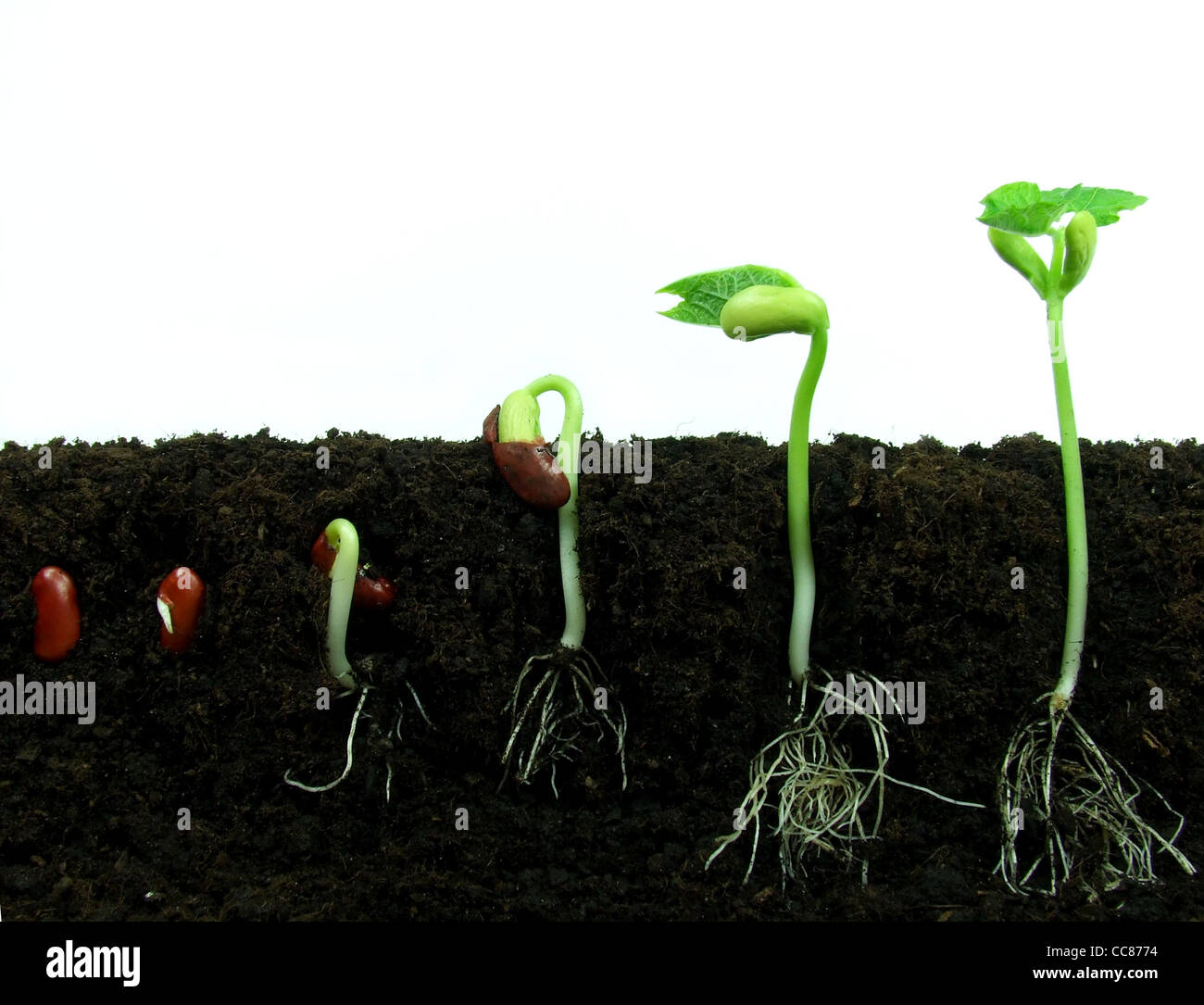 Bean seeds germinating in soil Stock Photo