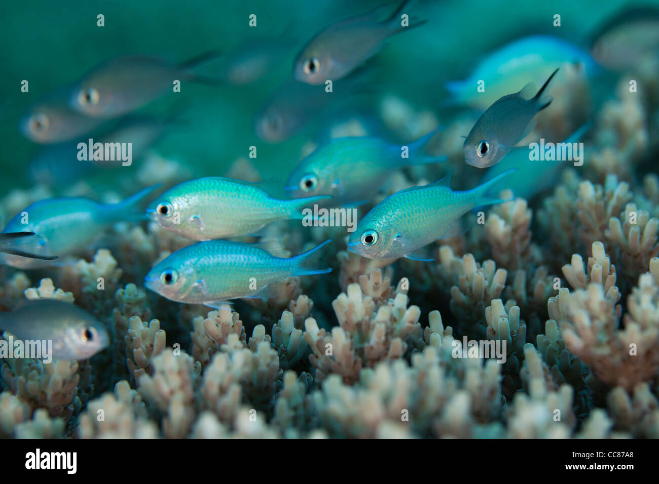 Blue-green Chromis (Chromis viridis) on a tropical coral reef off the islands of Palau in Micronesia. Stock Photo