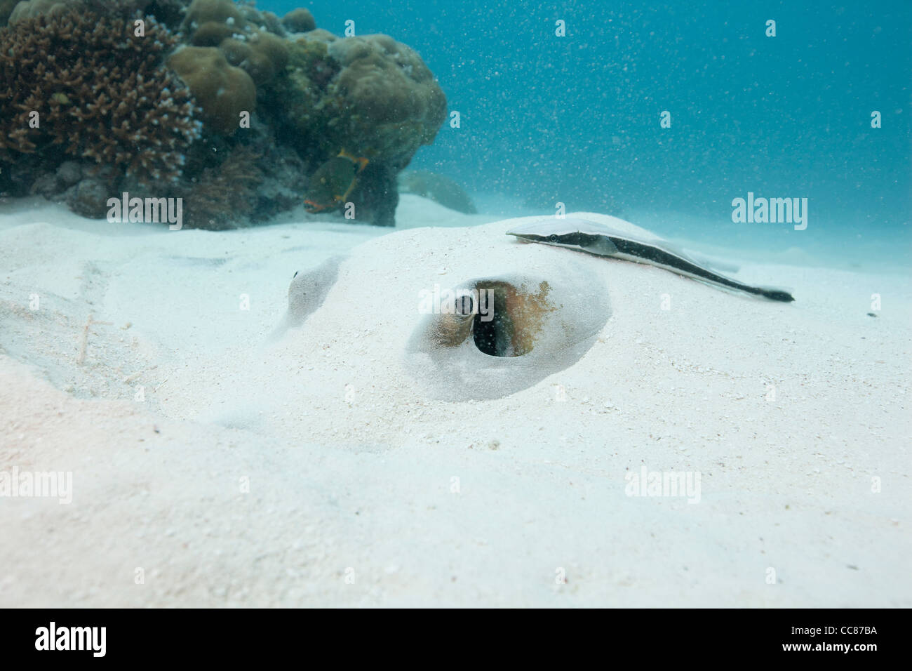 Cowtail Stingray (Pastinachus sephen) with a Remora (Remora sp.) resting in the sand Stock Photo