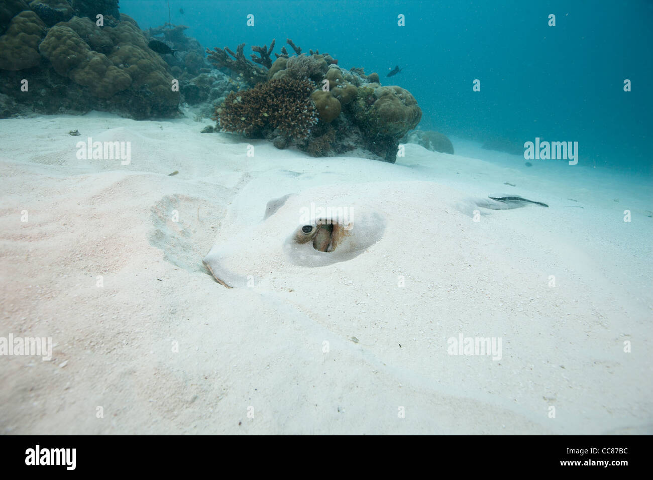 Cowtail Stingray (Pastinachus sephen) with a Remora (Remora sp.) resting in the sand Stock Photo