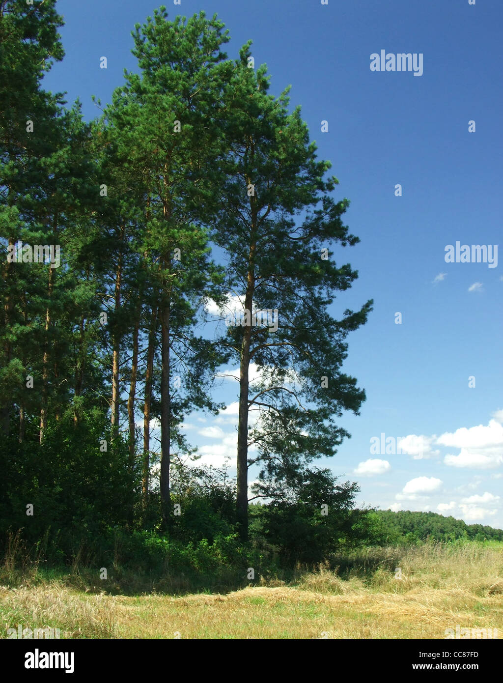 Pine trees Stock Photo