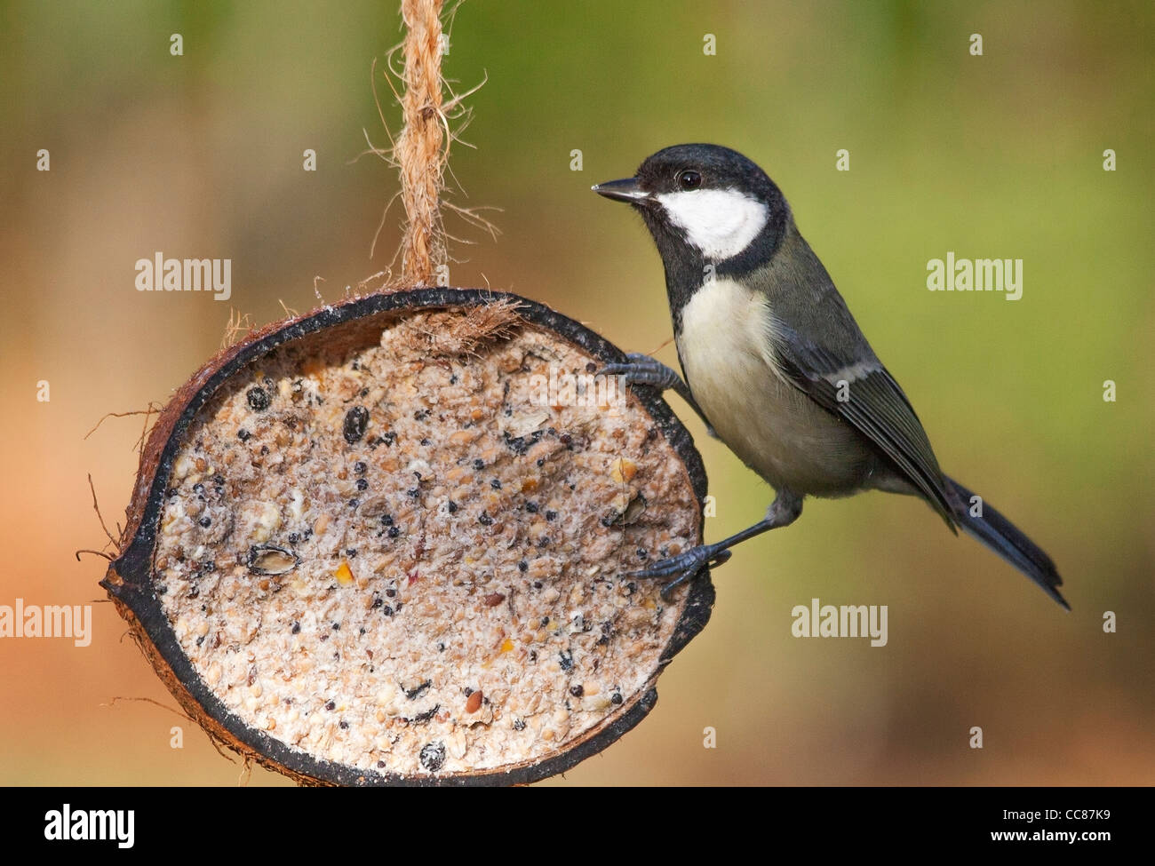 A Great Tit Parus Major Feeding At A Fat And Seed Filled Coconut