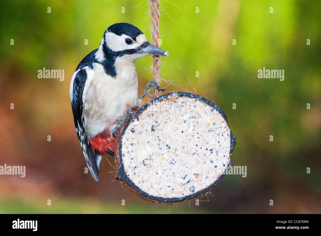 Great Spotted Woodpecker Dendrocopos Major Feeding At A Coconut