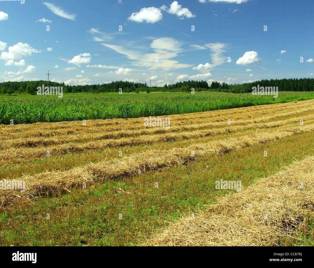 Harvesting wheat field Stock Photo - Alamy