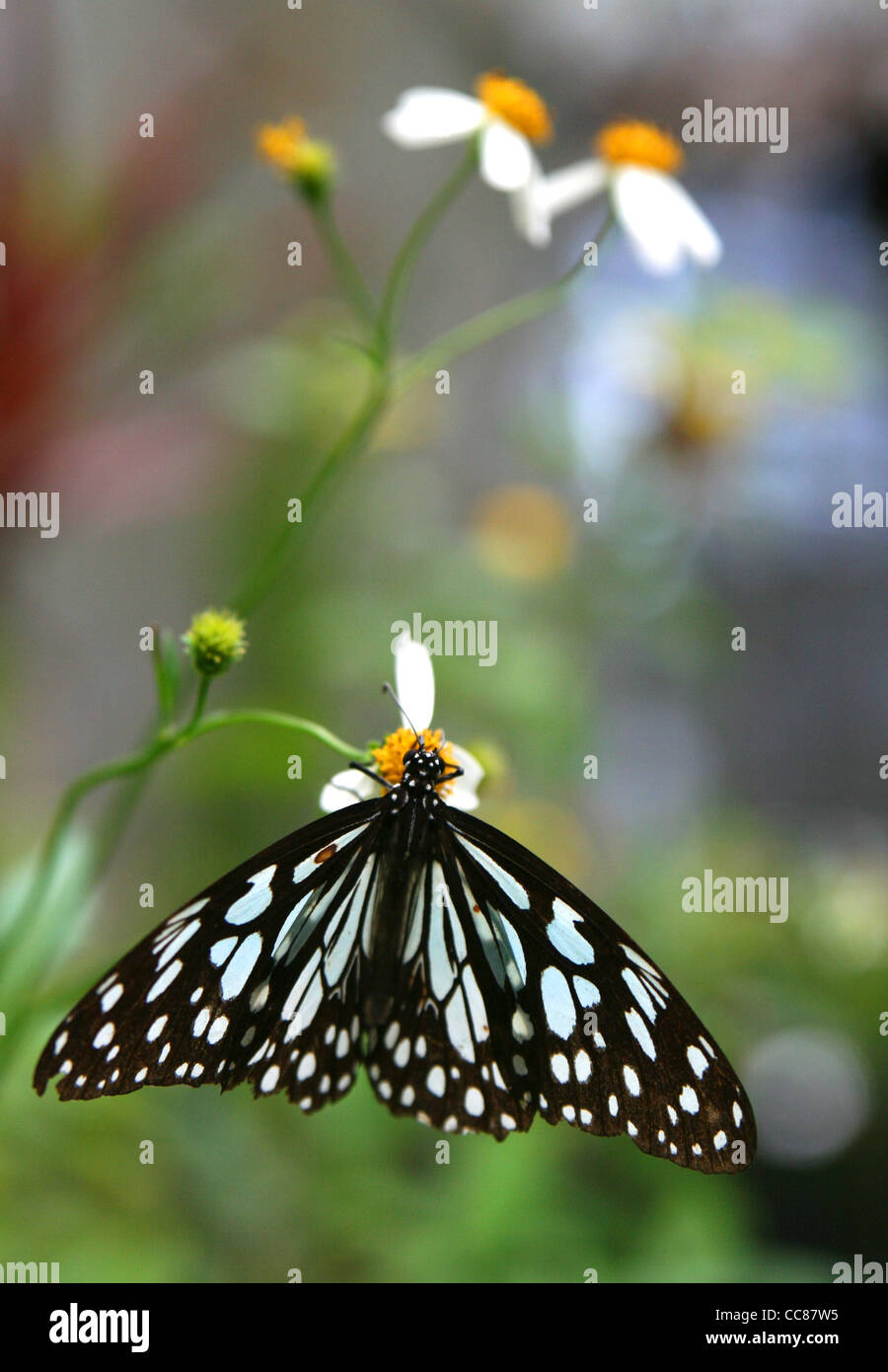 Butterfly on a daisy. Chiang Mai, Thailand. Stock Photo