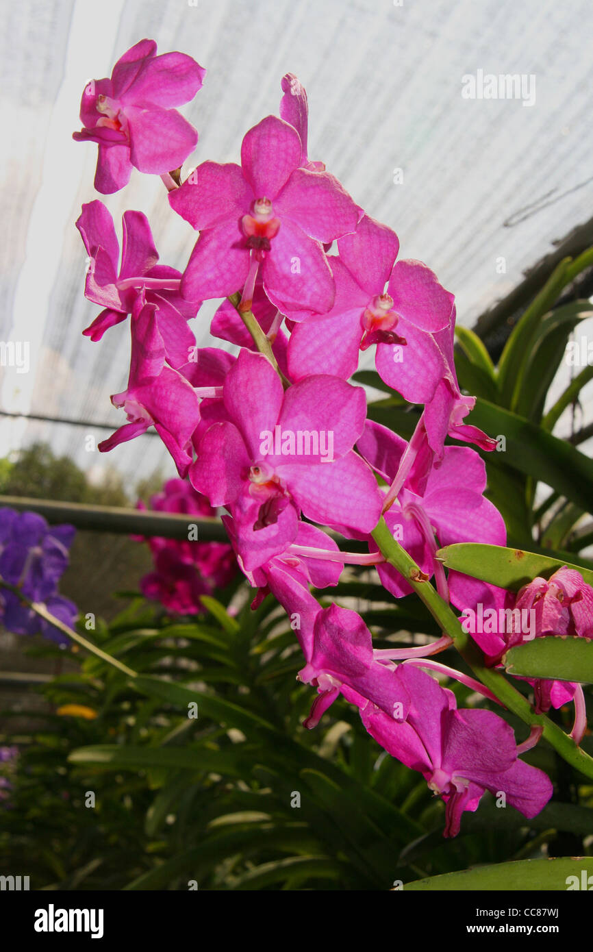 Pink orchid (Orchidaceae) inside a greenhouse. Chiang Mai, Thailand. Stock Photo