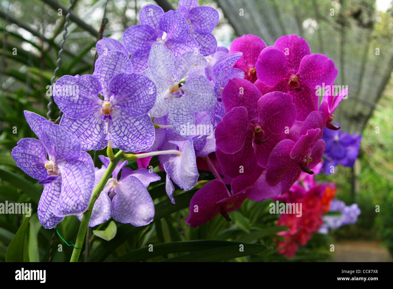 Orchids. Chiang Mai, Thailand. Stock Photo