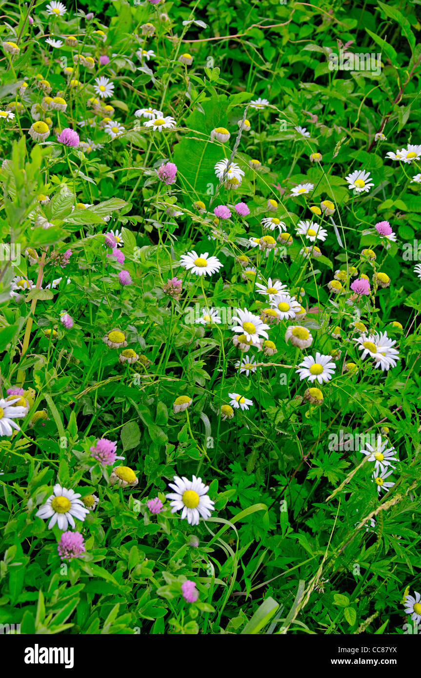 wild wild flowers of different colors in the summer Stock Photo - Alamy