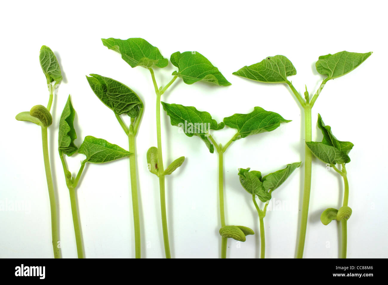 Green bean sprouts hires stock photography and images Alamy