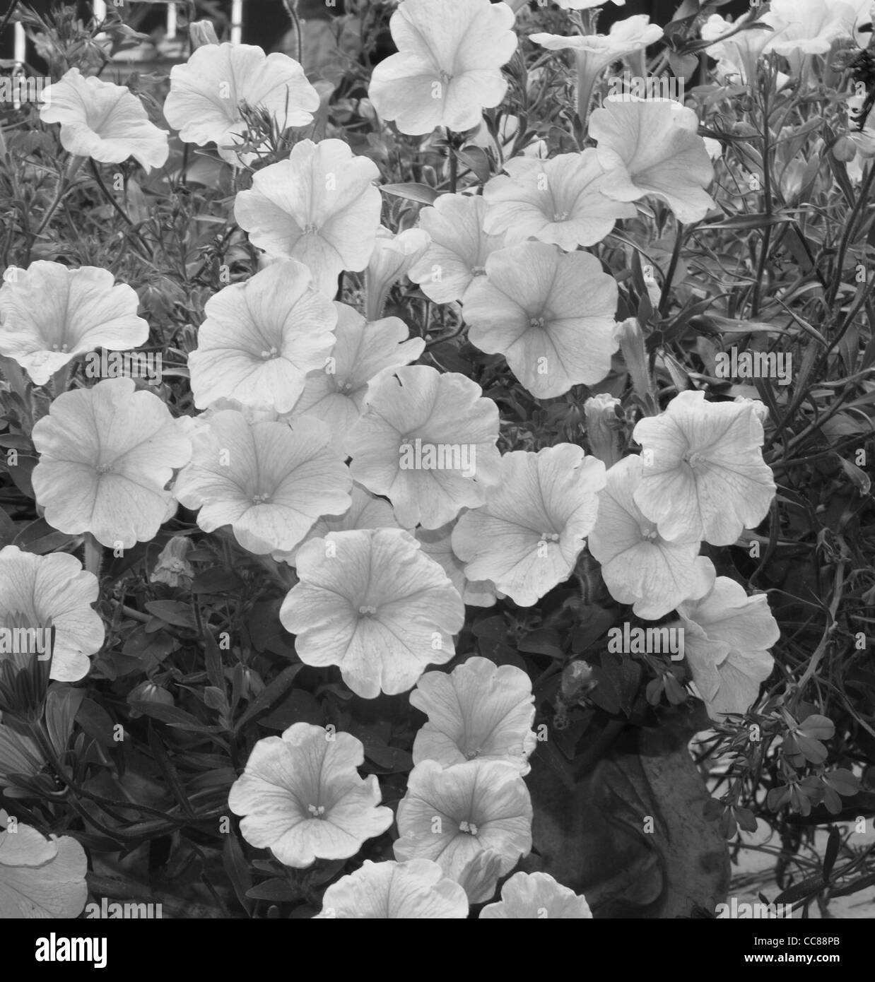 Petunias in Black and White Stock Photo - Alamy