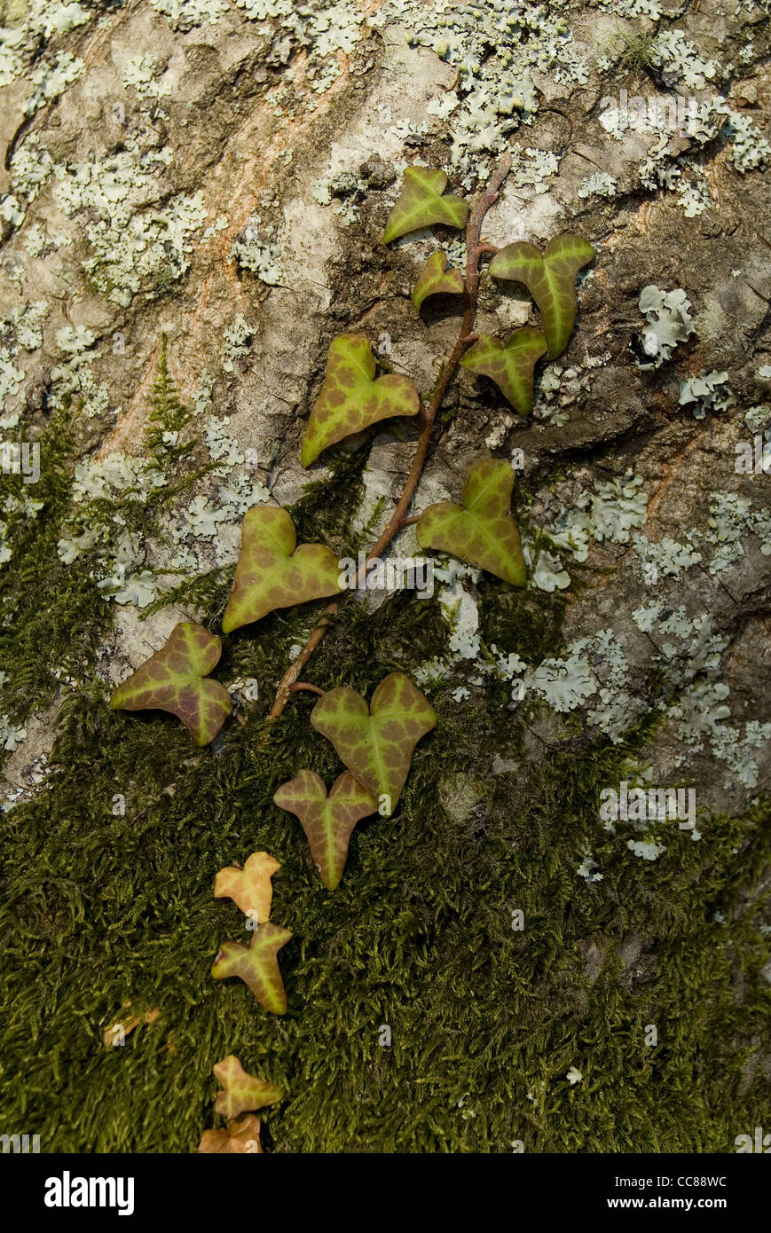 Ivy climbing up a tree (Hedera helix) Stock Photo