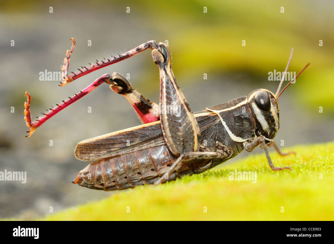 Grasshopper (Calliptamus barbarus) Stock Photo