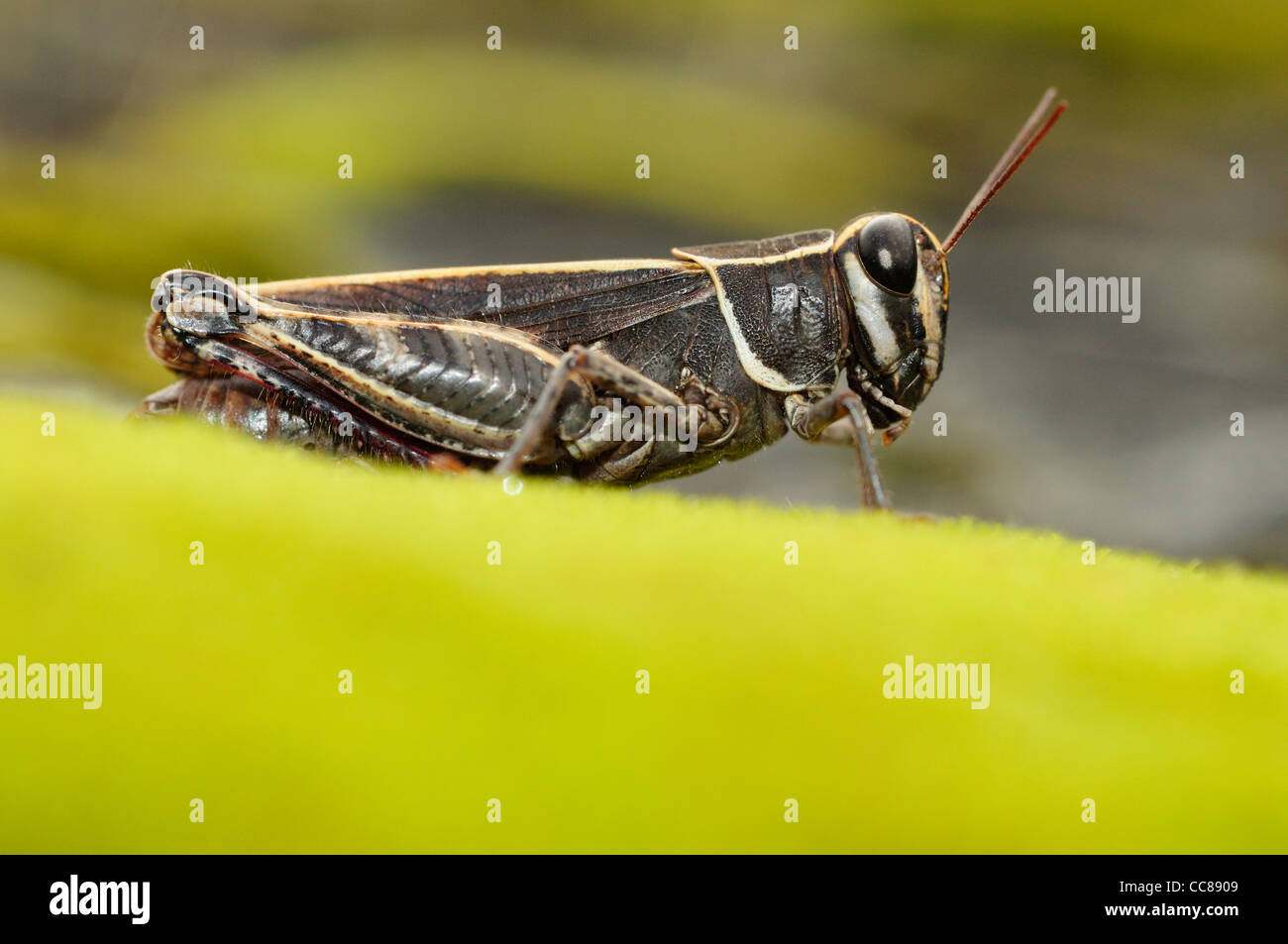 Grasshopper (Calliptamus barbarus) Stock Photo