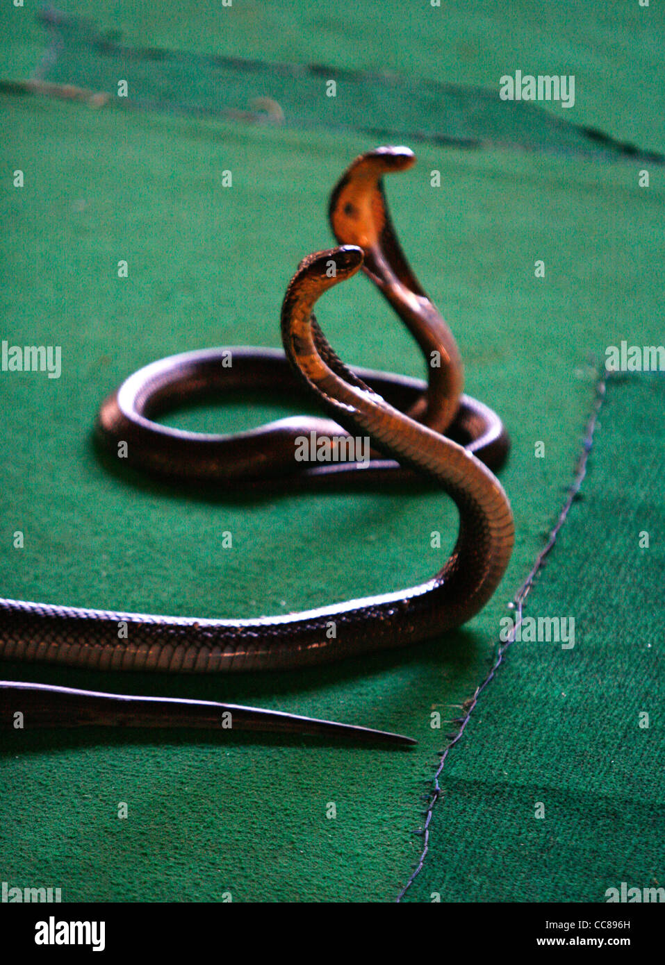 Snakes, Chiang Rai. Thailand. Stock Photo