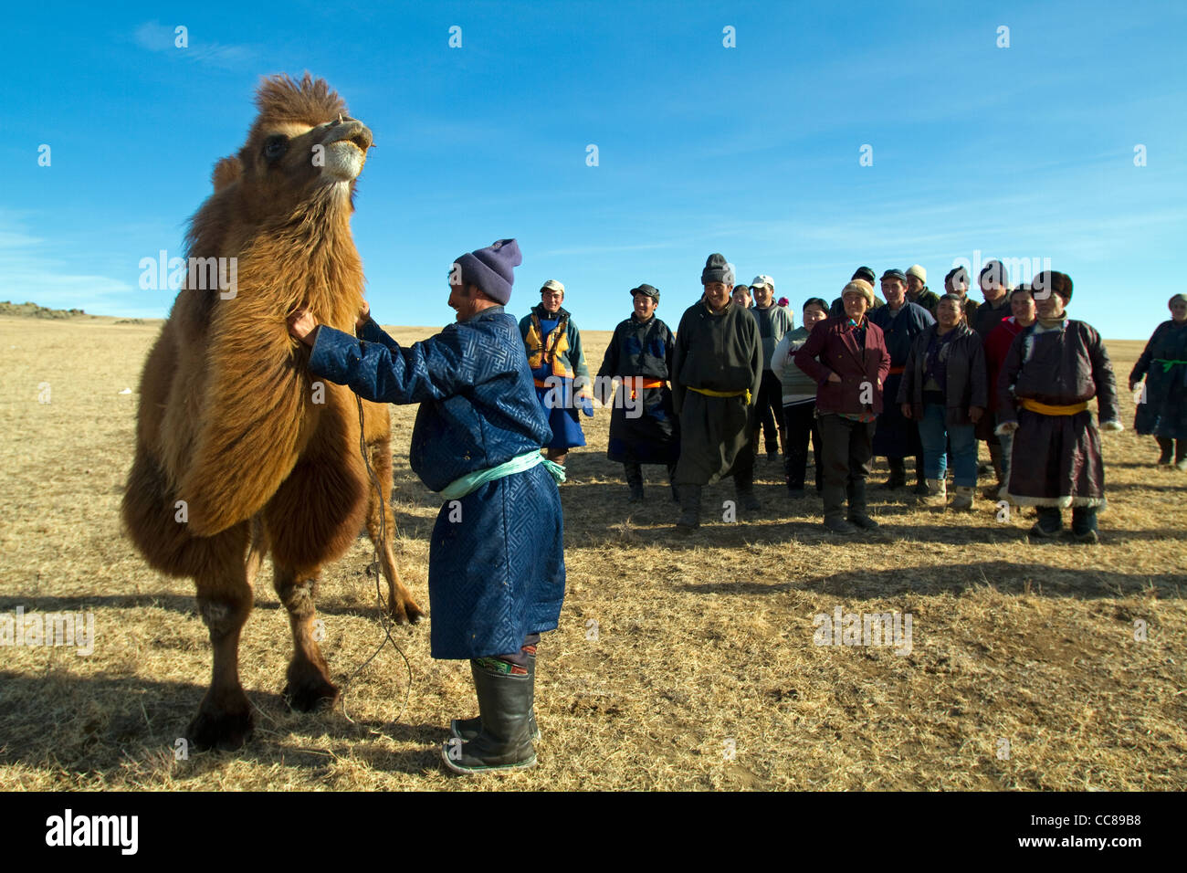 Nomadic Mongolian camel herders in Gobi Mongolia Stock Photo - Alamy