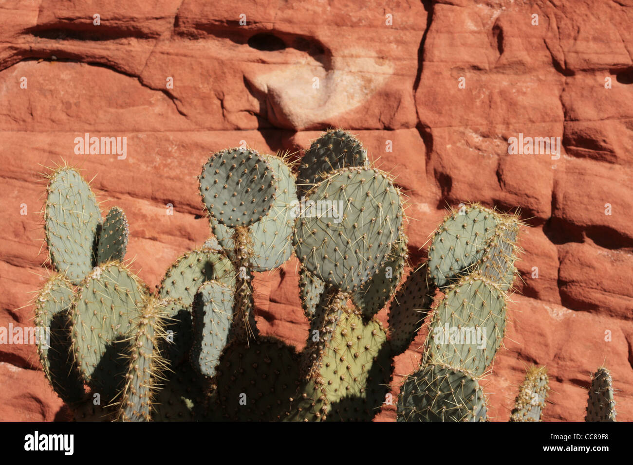 prickly pear cactus with a red sandstone background Stock Photo