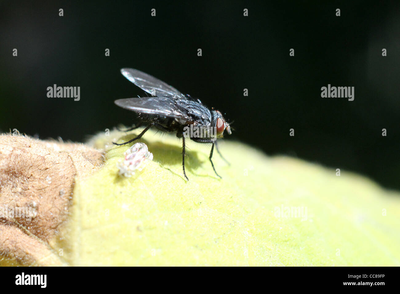 Fly plague hi-res stock photography and images - Alamy