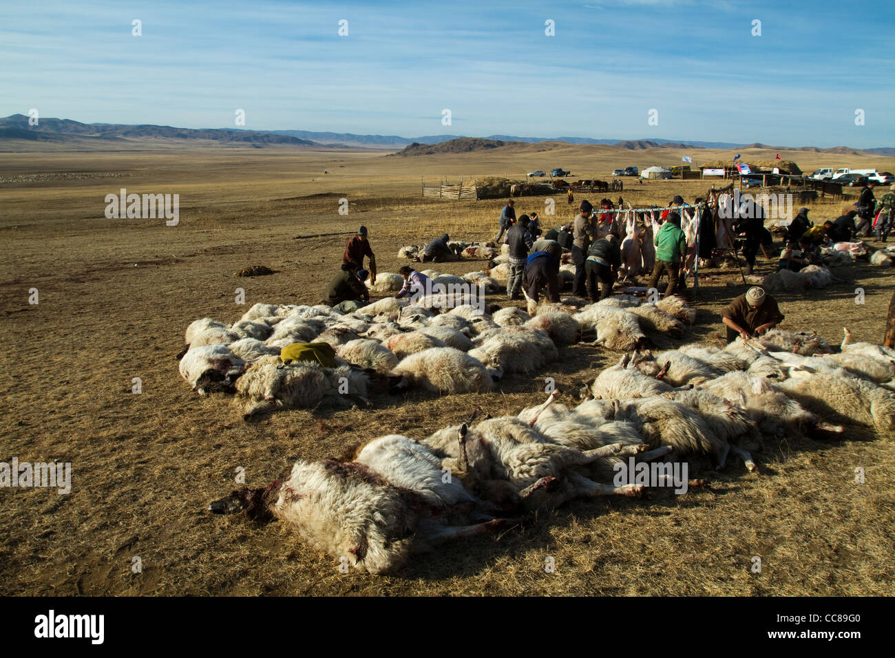 Nomadic Herders killing sheeps in Erdenet Mongolia Stock Photo - Alamy