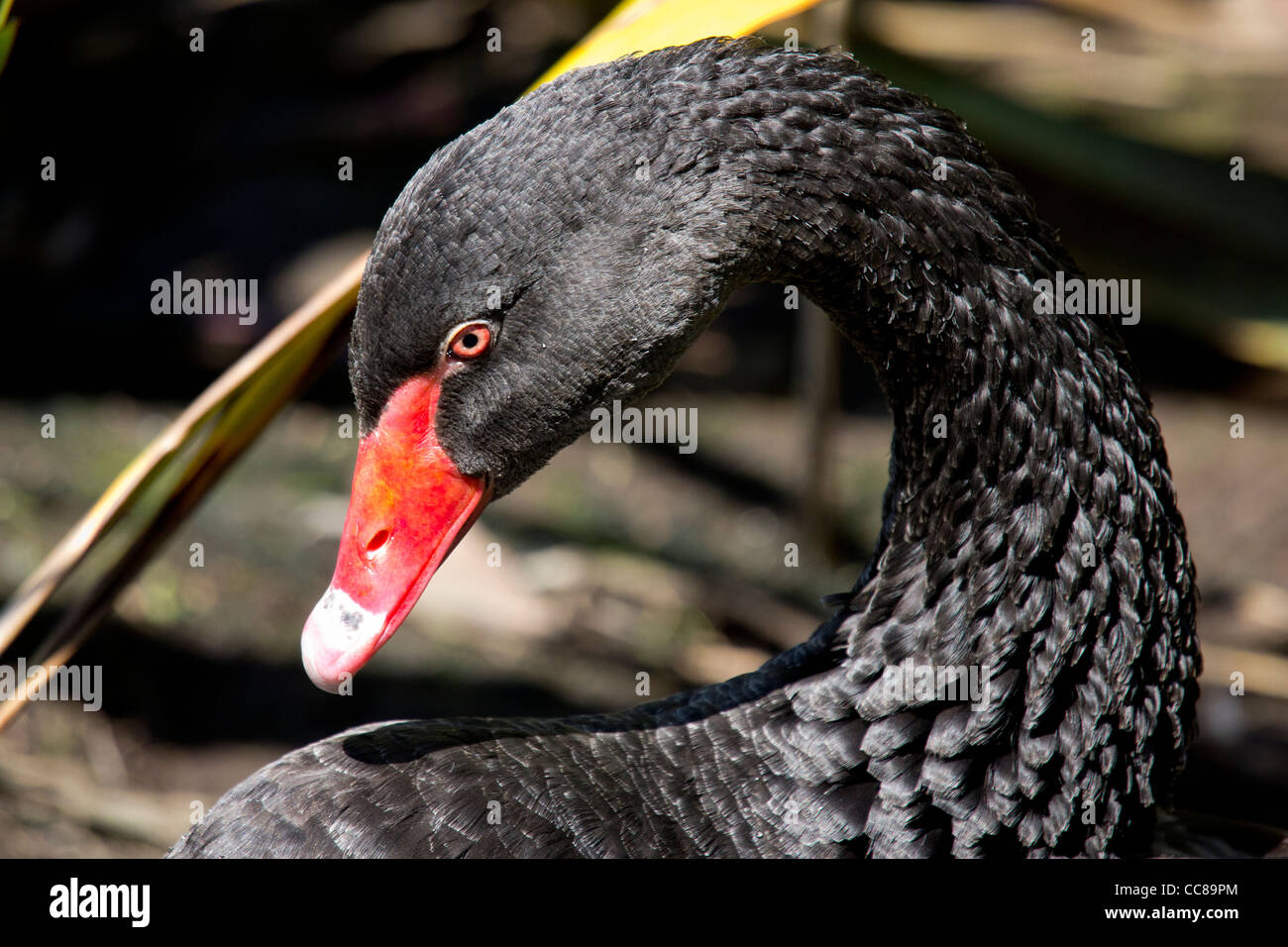 The Black Swan (Cygnus atratus) is a large waterbird. Stock Photo