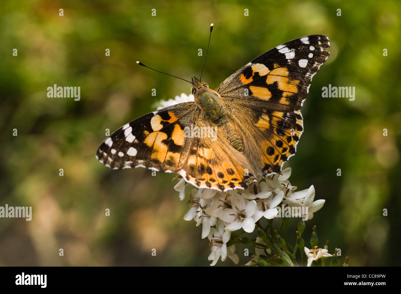 Butterfly painted lady drinking nectar from gooseneck loosestrife Stock Photo