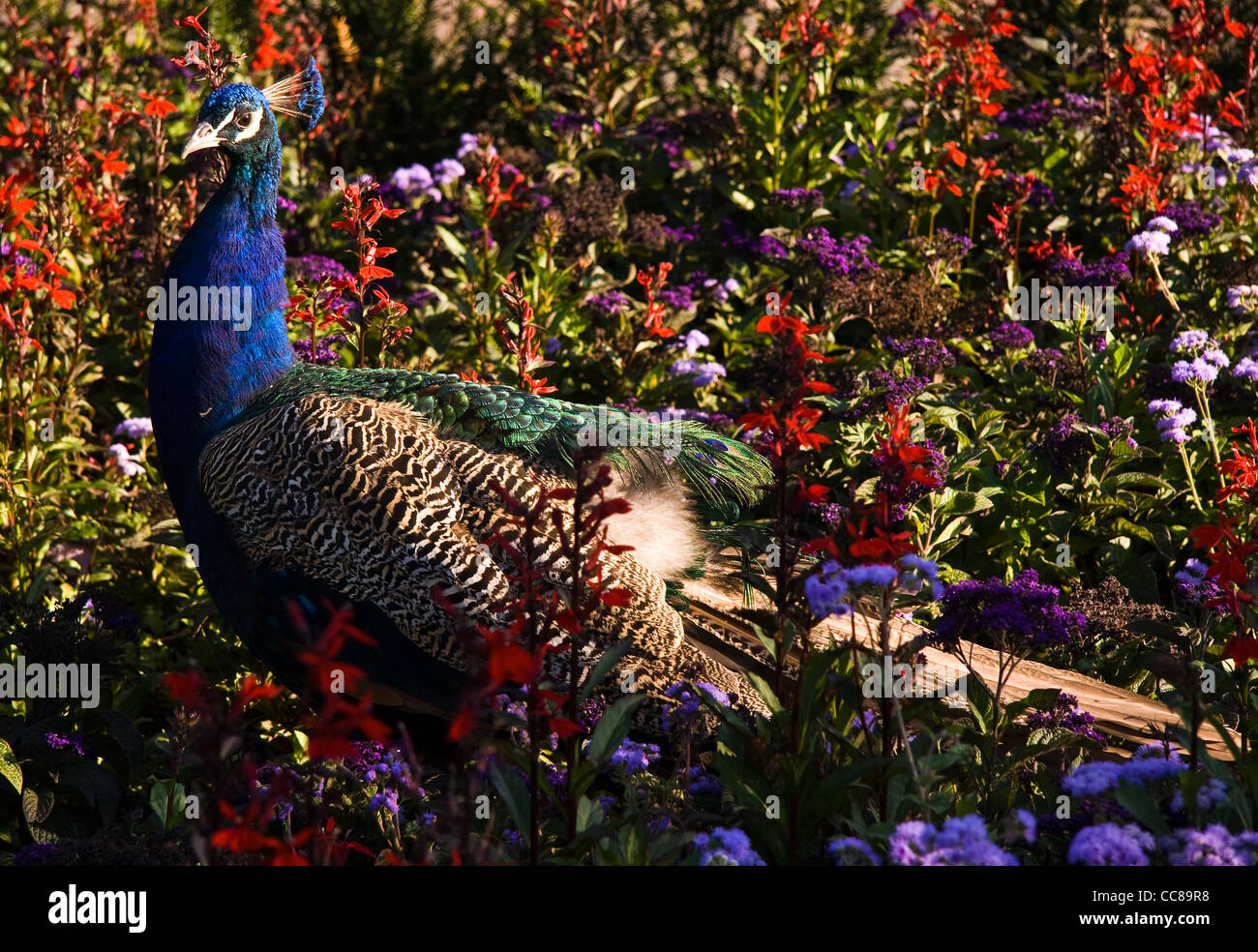 Peacock walking between red and blue flowers in summer Stock Photo